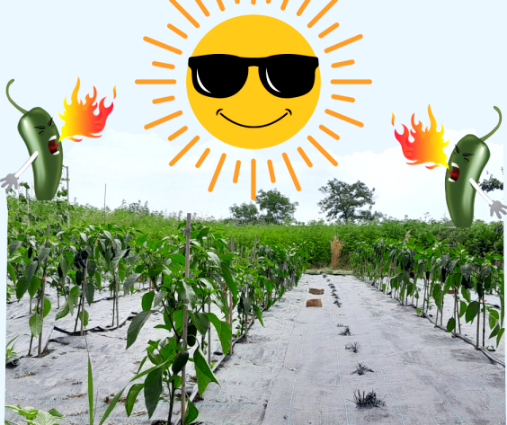 jalapeno ültetvény