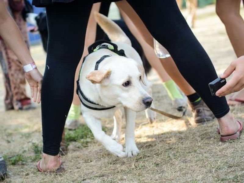 Terápiás segítőkutya egy kórházi ápolt mellett